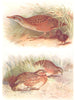 BRITISH BIRDS. Corncrake; Quail. THORBURN 1925 old vintage print picture