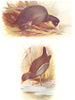 BRITISH BIRDS. Coot Moorhen. THORBURN 1925 old vintage print picture