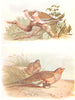 BRITISH BIRDS. Turtle-Dove; Pallass Sand-Grouse. THORBURN 1925 old print
