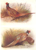 BRITISH BIRDS. Pheasant. THORBURN 1925 old vintage print picture