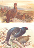 BRITISH BIRDS. Red Grouse; Black Grouse. THORBURN 1925 old vintage print