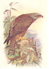 BRITISH BIRDS. Black Kite. THORBURN 1925 old vintage print picture