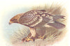 BRITISH BIRDS. Spotted Eagle. THORBURN 1925 old vintage print picture