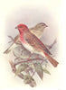 BRITISH BIRDS. Scarlet Grosbeak. THORBURN 1925 old vintage print picture