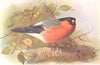 BRITISH BIRDS. Northern Bullfinch. THORBURN 1925 old vintage print picture