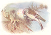 BRITISH BIRDS. Mealy Redpoll. THORBURN 1925 old vintage print picture