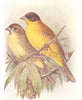 BRITISH BIRDS. Black-headed Bunting. THORBURN 1925 old vintage print picture