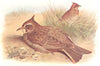 BRITISH BIRDS. Crested Lark. THORBURN 1925 old vintage print picture