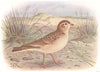 BRITISH BIRDS. Short-toed Lark. THORBURN 1925 old vintage print picture