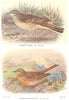 BRITISH BIRDS. Richard's Pipit; Water or Alpine Pipit. THORBURN 1925 old print