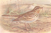 BRITISH BIRDS. Red-throated Pipit. THORBURN 1925 old vintage print picture