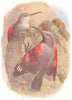 BRITISH BIRDS. Wall-Creeper. THORBURN 1925 old vintage print picture