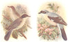 BRITISH BIRDS. Orphean Warbler; Lesser Grey Shrike. THORBURN 1925 old print