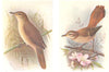 BRITISH BIRDS. Great Reed-Warbler; Rufous Warbler. THORBURN 1925 old print
