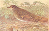 BRITISH BIRDS. White's Thrush. THORBURN 1925 old vintage print picture