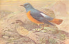 BRITISH BIRDS. Rock-Thrush. THORBURN 1925 old vintage print picture