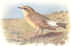 BRITISH BIRDS. Isabelline Wheatear. THORBURN 1925 old vintage print picture