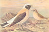 BRITISH BIRDS. Black-eared Wheatears. THORBURN 1925 old vintage print picture