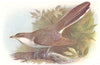 BRITISH BIRDS. Yellow-billed Cuckoo. THORBURN 1925 old vintage print picture