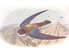 BRITISH BIRDS. Needle-tailed Swift. THORBURN 1925 old vintage print picture