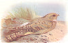 BRITISH BIRDS. Egyptian Nightjar. THORBURN 1925 old vintage print picture