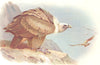 BRITISH BIRDS. Griffon-Vulture. THORBURN 1925 old vintage print picture
