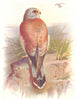 BRITISH BIRDS. Lesser Kestrel. THORBURN 1925 old vintage print picture