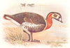 BRITISH BIRDS. Red-breasted Goose. THORBURN 1925 old vintage print picture