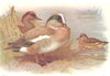 BRITISH BIRDS. American Wigeon. THORBURN 1925 old vintage print picture