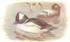 BRITISH BIRDS. Buffel-headed Ducks. THORBURN 1925 old vintage print picture