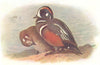 BRITISH BIRDS. Harlequin-Ducks. THORBURN 1925 old vintage print picture