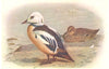 BRITISH BIRDS. Steller's Eider. THORBURN 1925 old vintage print picture