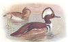 BRITISH BIRDS. Hooded Merganser. THORBURN 1925 old vintage print picture