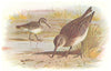 BRITISH BIRDS. Broad-billed Sandpiper. THORBURN 1925 old vintage print picture