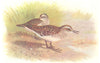 BRITISH BIRDS. American Stint. THORBURN 1925 old vintage print picture