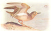 BRITISH BIRDS. Buff-breasted Sandpiper. THORBURN 1925 old vintage print