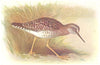 BRITISH BIRDS. Yellowshank. THORBURN 1925 old vintage print picture