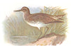 BRITISH BIRDS. Solitary Sandpiper. THORBURN 1925 old vintage print picture