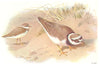BRITISH BIRDS. Little Ringed Plover. THORBURN 1925 old vintage print picture