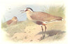 BRITISH BIRDS. Sociable Plover. THORBURN 1925 old vintage print picture