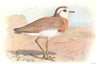 BRITISH BIRDS. Caspian Plover. THORBURN 1925 old vintage print picture