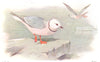 BRITISH BIRDS. Rosss Gull. THORBURN 1925 old vintage print picture
