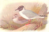 BRITISH BIRDS. Bonaparte's Gull. THORBURN 1925 old vintage print picture