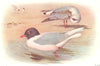 BRITISH BIRDS. Mediterranean Black-headed Gull. THORBURN 1925 old print