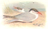BRITISH BIRDS. Caspian Tern. THORBURN 1925 old vintage print picture