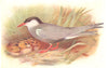 BRITISH BIRDS. Whiskered Tern. THORBURN 1925 old vintage print picture