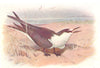 BRITISH BIRDS. Sooty Tern. THORBURN 1925 old vintage print picture