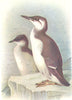 BRITISH BIRDS. Brünnich's Guillemot-winter. THORBURN 1925 old vintage print