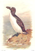 BRITISH BIRDS. Great Auk. THORBURN 1925 old vintage print picture