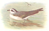 BRITISH BIRDS. Frigate Petrel. THORBURN 1925 old vintage print picture